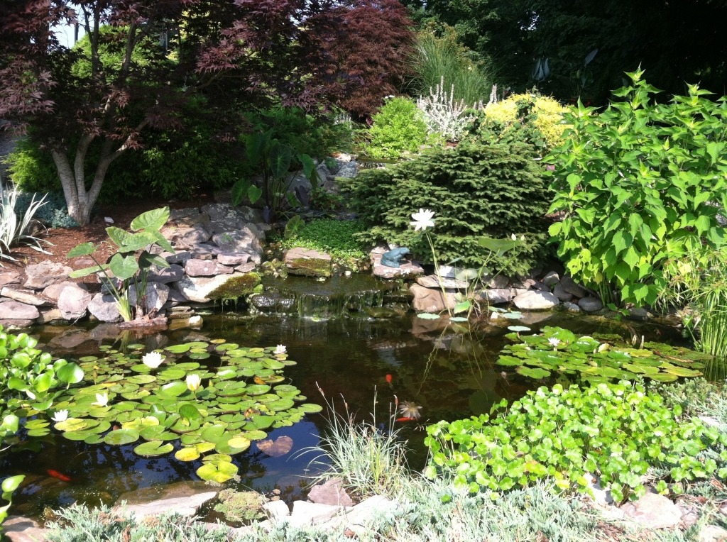 Visit our water feature and bring the kids to see our goldfish pond!