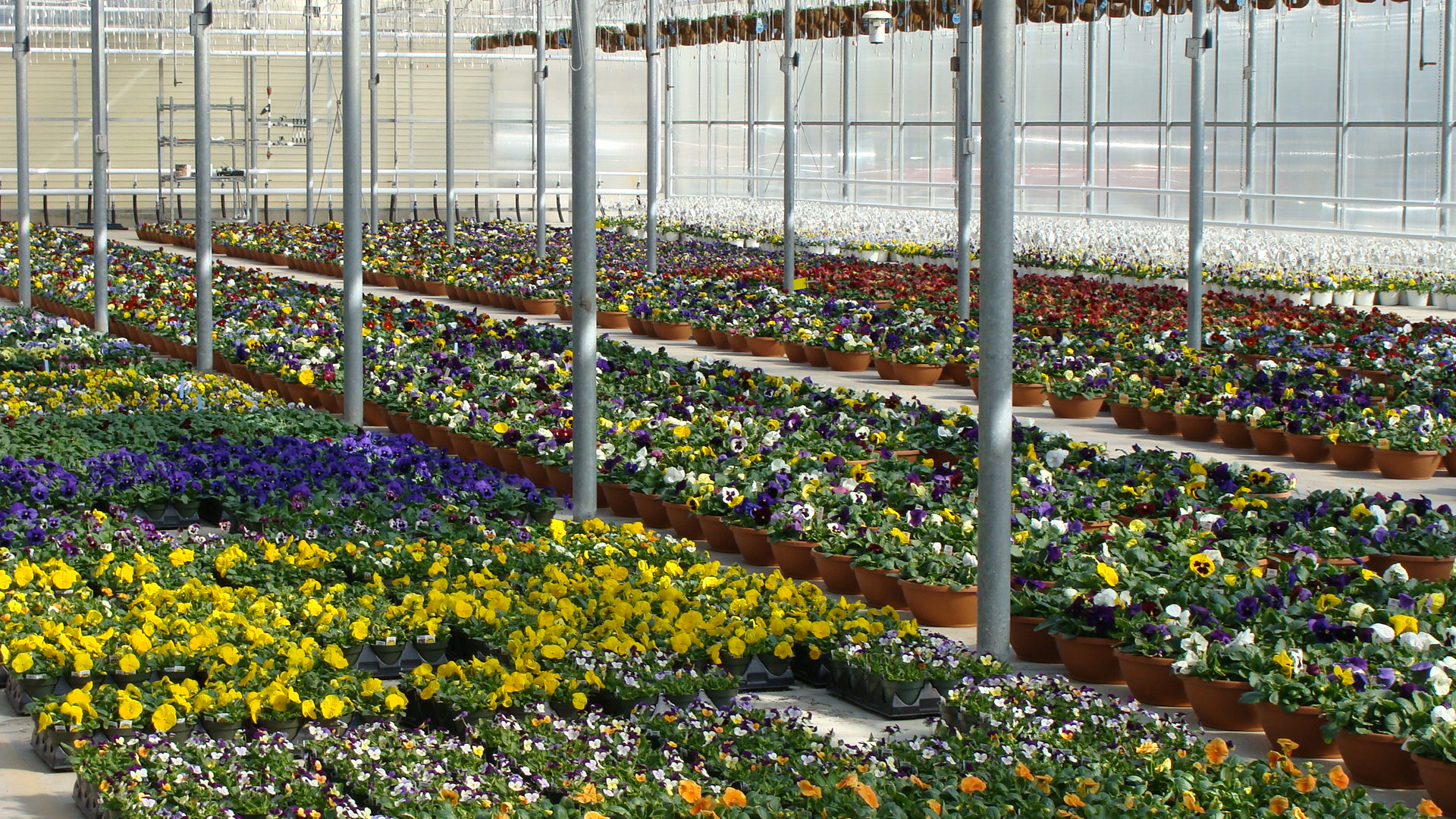 Our growing greenhouse full of pansies