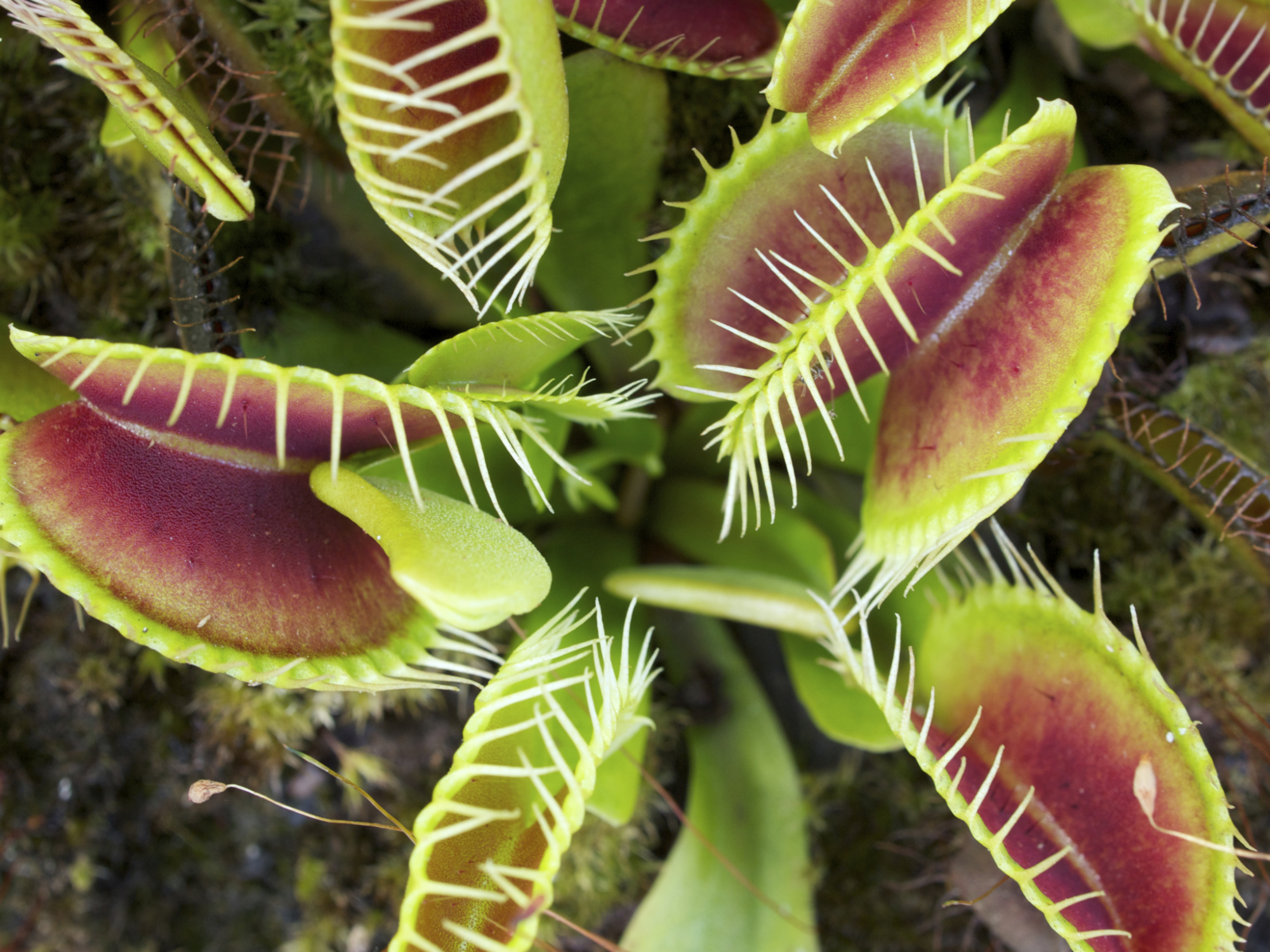 Venus Fly Traps - Wentworth Greenhouses