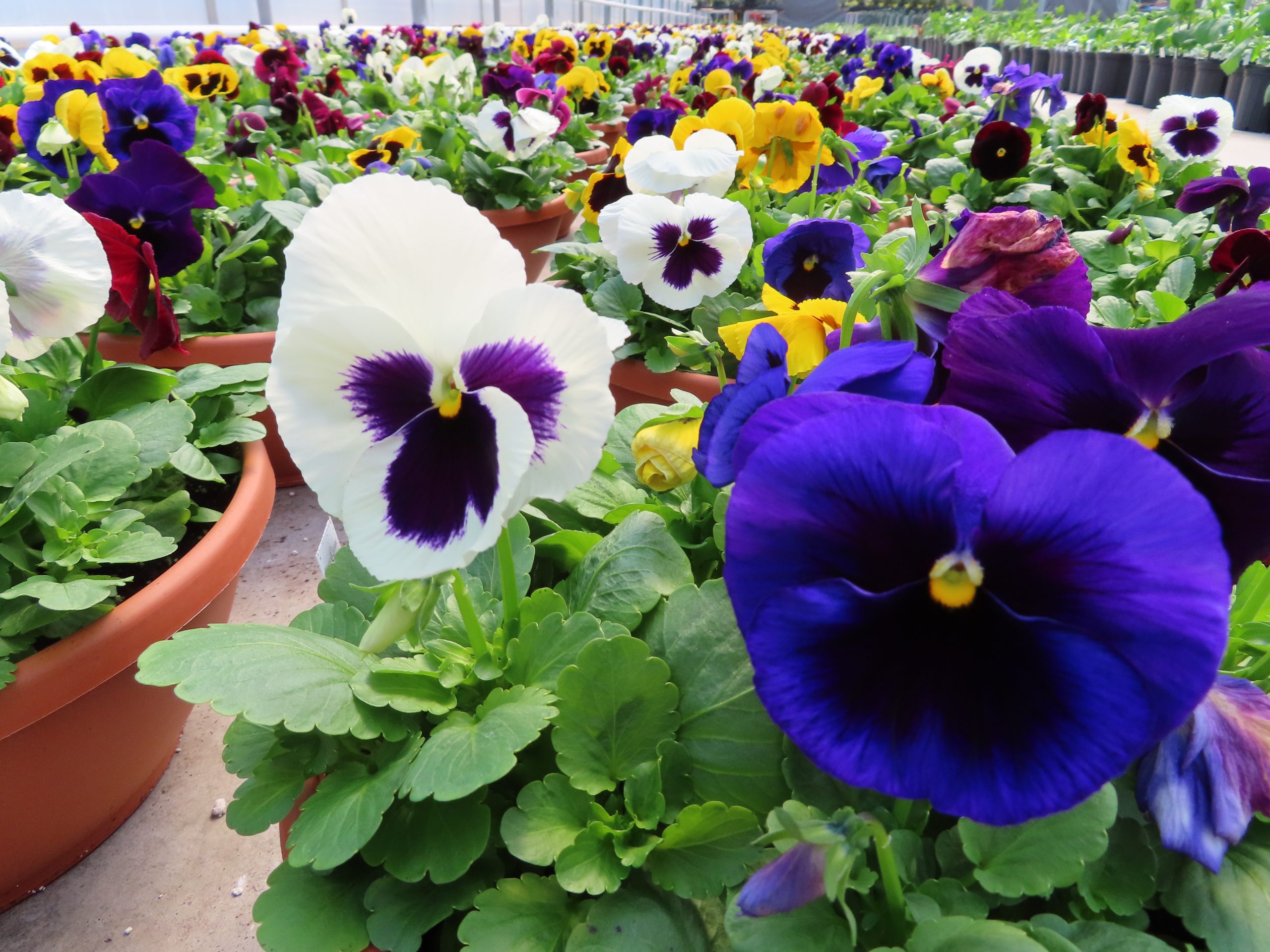 3-31 Pansy Bowls - Wentworth Greenhouses